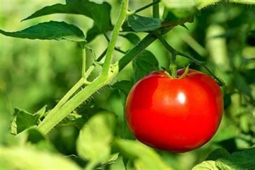 Hesheng의 성형 펄프: 재배 시 씨앗을 함께 포장하기 위한 지속 가능한 솔루션 —-독성이 없고 땅에서 생분해됨